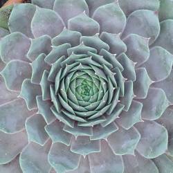 Sempervivum - Dachwurz - Hauswurz